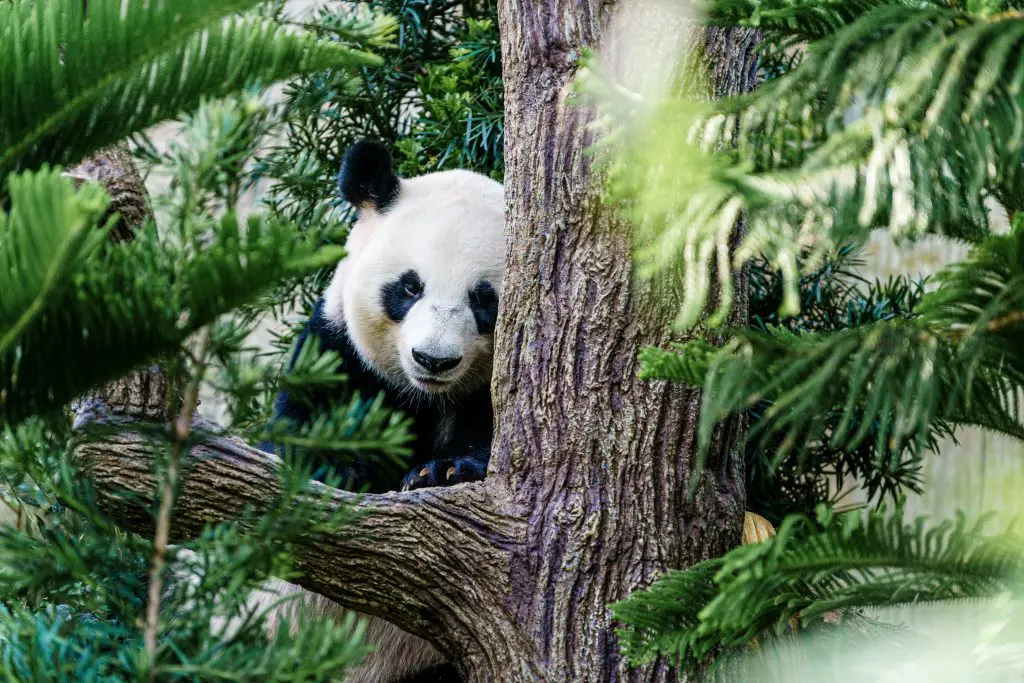 Unlock Chengdu 2026: A Travel Guide for Pandas and Hot Pot 2 chengdu pandas