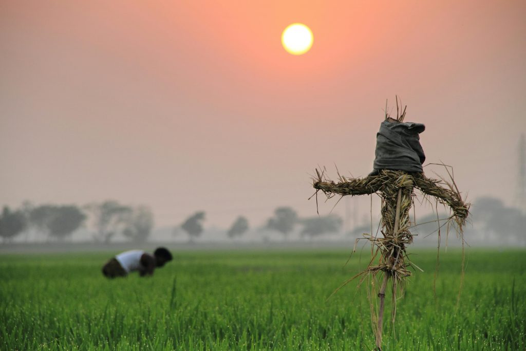 Urban Agriculture in China