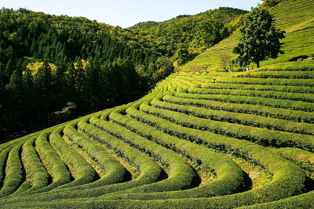 Hangzhou China: Discover the Beauty, Culture, and Modern Life of Hangzhou 4 longjin tea, hangzhou