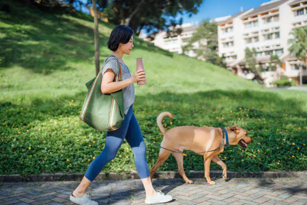 Dogs and Cats in China - Is China Pets-Friendly? 2 dogs in china