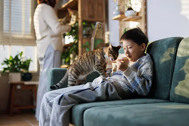 Dogs and Cats in China - Is China Pets-Friendly? 3 cats in china