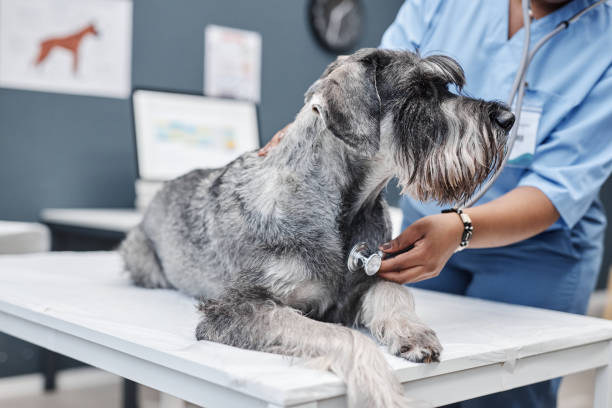New Job Opportunities – China’s Veterinary Jobs
