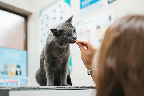 New Job Opportunities - China's Veterinary Jobs 2 the pet doctor