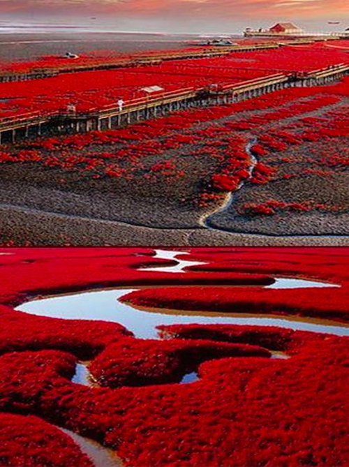 Beautiful-Red-Beach-China.jpg