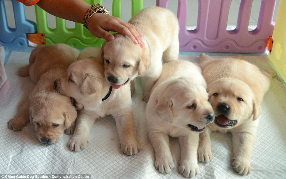 guide dogs