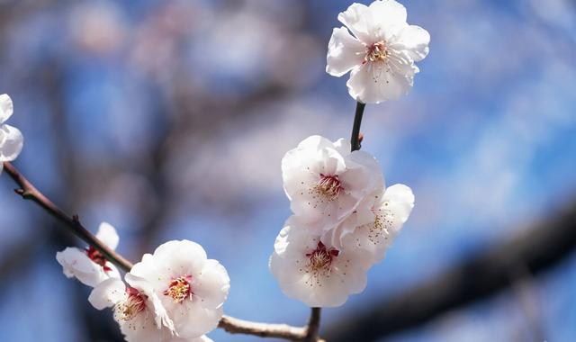 National Flower_mei hua.jpg