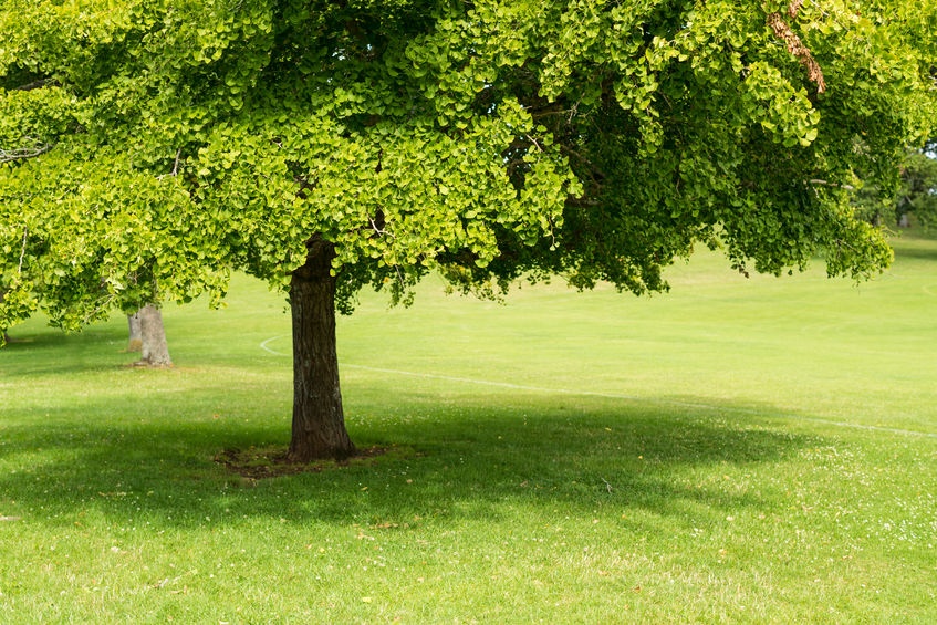 Ginko Biloba Tree.jpg